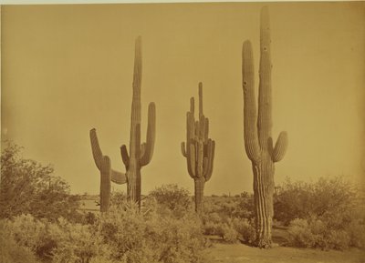 [Cactus, Arizona - Cereus Giganteus] de Carleton Watkins