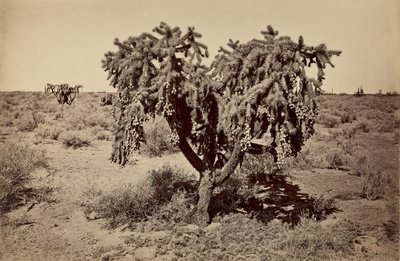 [Cactus, desierto de Arizona] de Carleton Watkins