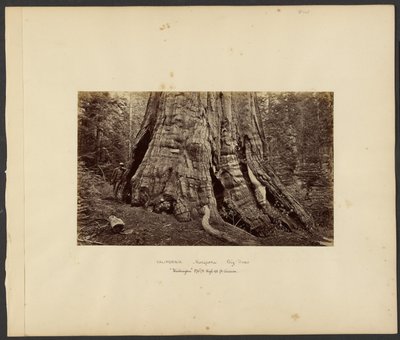 [California - Mariposa Big Trees, "Washington" 270 pies de altura, 92 pies de circunferencia.] de Carleton Watkins