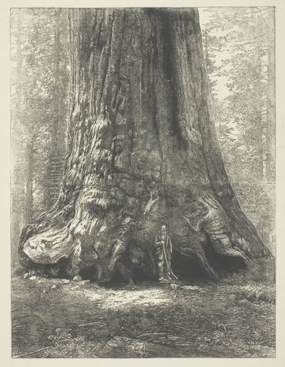 Copia de "Galen Clark ante el gigante Grizzly", de Carleton Watkins. de Carleton Watkins