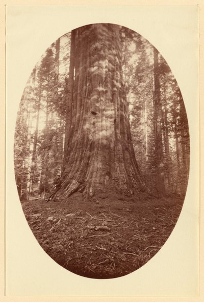 [Empire State Calaveras Grove] de Carleton Watkins