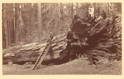 [Padre del Bosque Calaveras Grove] de Carleton Watkins