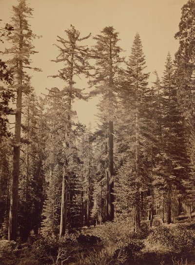 [Escena del bosque] / [Pinos de azúcar] de Carleton Watkins