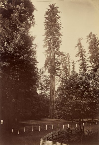 Secuoya gigante, Santa Cruz de Carleton Watkins