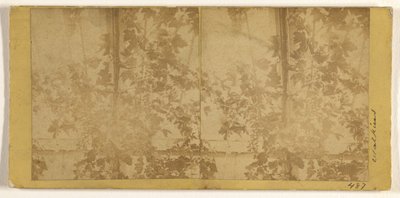 [Vides] de Carleton Watkins