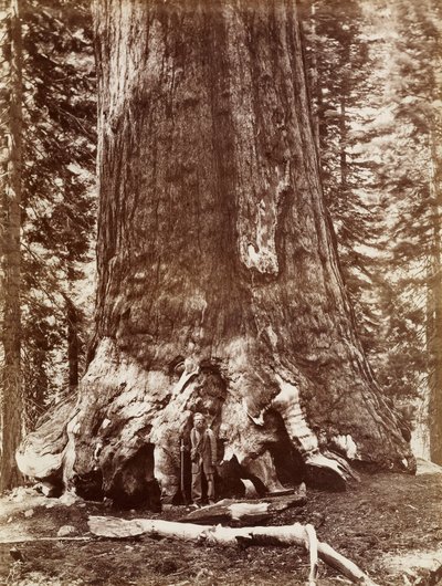 Gigante Grizzly, diámetro 33 pies, Mariposa Grove de Carleton Watkins