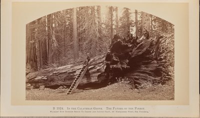 En la arboleda de Calaveras. El padre del bosque de Carleton Watkins