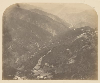 [Josephine y Pine Tree] de Carleton Watkins