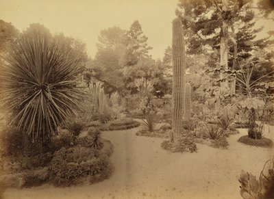 [Monterey, California. Arizona Garden, Hotel Del Monte]. de Carleton Watkins