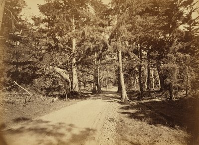 [Monterey, California. Avenida Moss, 18 Mile Drive.] de Carleton Watkins