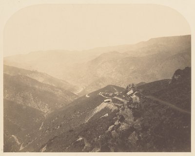 [Mina Pine Tree] de Carleton Watkins