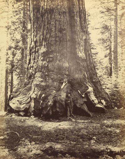 [Sección del Gigante Grizzly] de Carleton Watkins
