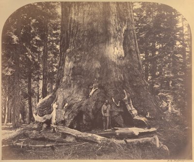 Sección del Gigante Grizzly, 33 Pies de Diámetro, Mariposa Grove, Yosemite, No. 111 de Carleton Watkins