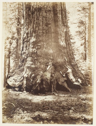 Sección del Gigante Grizzly con Galen Clark, Mariposa Grove, Yosemite de Carleton Watkins