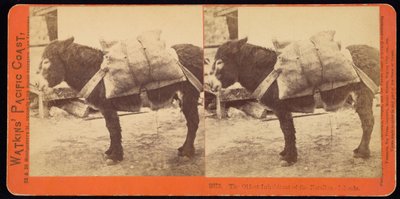 El habitante más antiguo de las Islas Farallón de Carleton Watkins