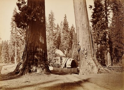  de Carleton Watkins