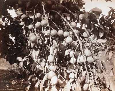 Sin título [fruta en un árbol] de Carleton Watkins