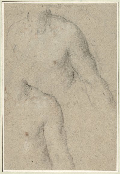 Dos estudios del torso de un hombre joven de Carlo Caliari