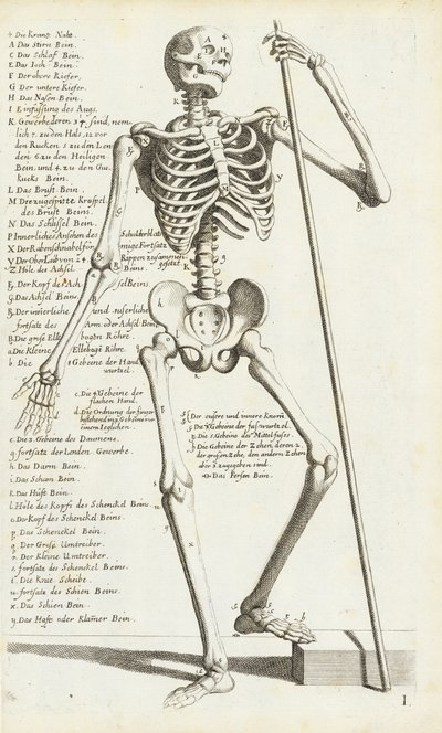 Estudio anatómico del esqueleto humano por Carlo Cesi de Carlo Cesi