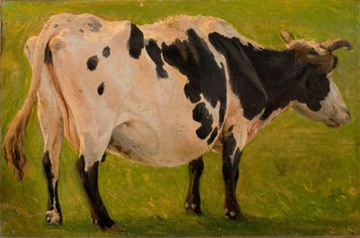 Vaca blanca y negra de pie. Estudio de Carlo Dalgas