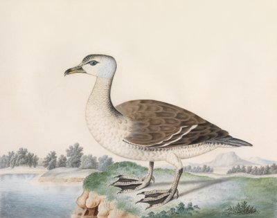 Pato de Java (acuarela sobre pergamino, con inscripción del título) de Caroline Conyers