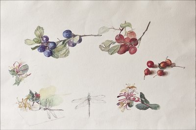 Frutas y flores de otoño, 2007 de Caroline Hervey Bathurst