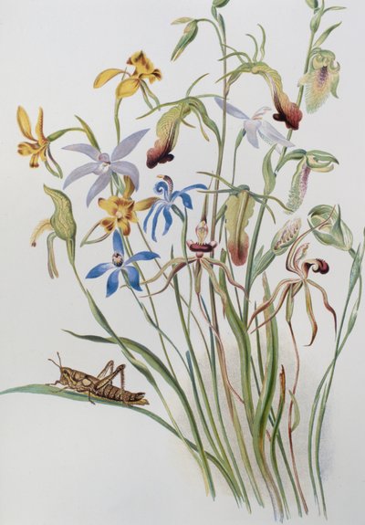 Iris y verónica azul de Caroline Louisa Meredith