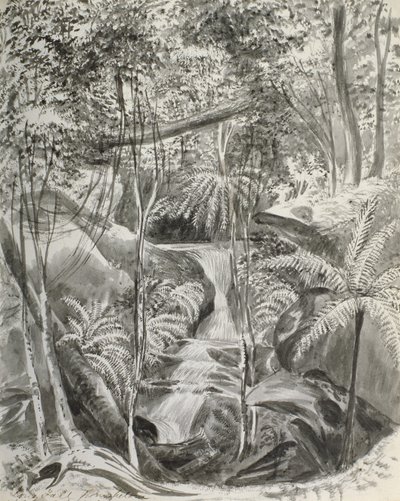 Estudio de la jungla, siglo XIX de Caroline Louisa Meredith