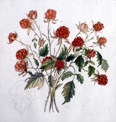Frambuesa silvestre de Caroline Louisa Meredith