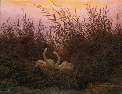 Alemán: Schwäne im Schilf beim ersten Morgenrot Swans in the reeds at the first dawn de Caspar David Friedrich