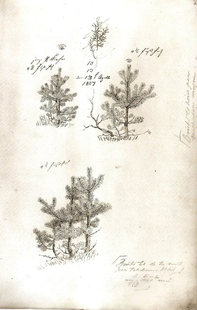 Pinos de Caspar David Friedrich