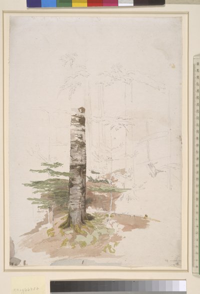 Estudio del interior de un bosque de coníferas de Caspar David Friedrich