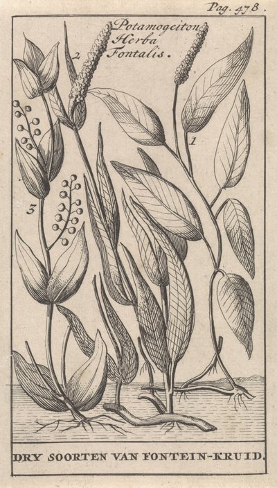 Tres tipos de algas Potamogeton Herba Fontalis / Especies secas de hierba fuente (título sobre el objeto) de Caspar Luyken