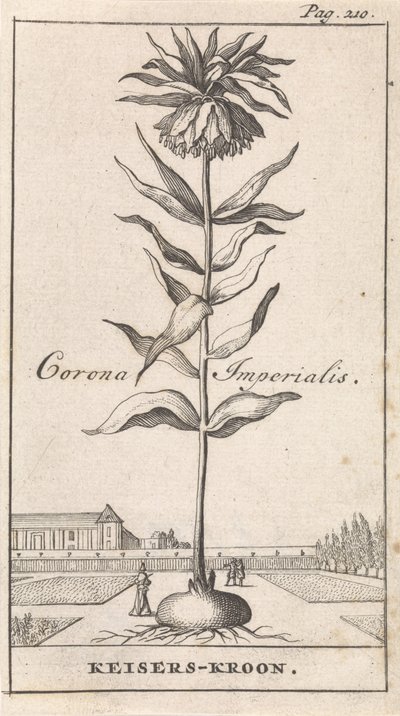 la corona imperial Corona Imperialis / Corona Imperial (título sobre el objeto) de Caspar Luyken