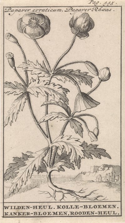 Amapola Papaver erraticum, Papaver Rhoeas / Wilden-heul. Flores de kolle. Flores de cáncer. Roodenheul (título sobre objeto) de Caspar Luyken