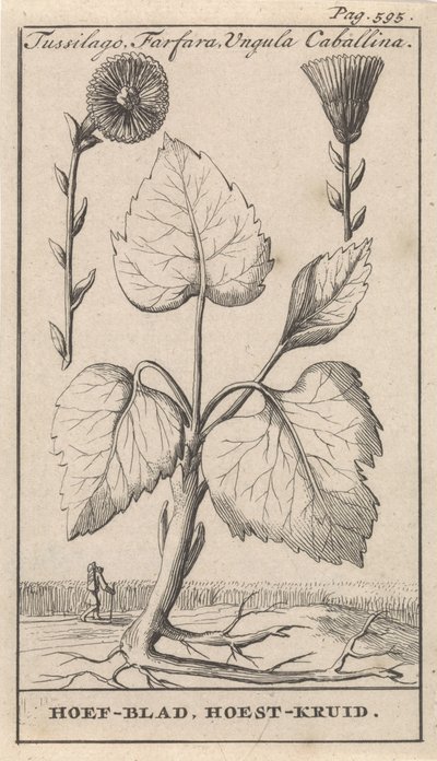 Coltsfoot con hierba para la tos Tussilago, Farfara, Ungula Caballina / Hoof Leaf, Cough Herb (título sobre el objeto) de Caspar Luyken