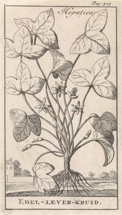 hierba de hígado Hepetica / Noble-Liver-Herb (título sobre el objeto) de Caspar Luyken