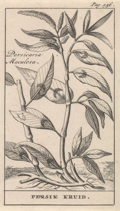 especia de durazno Persicaria Maculosa / Hierba Persik (título sobre el objeto) de Caspar Luyken