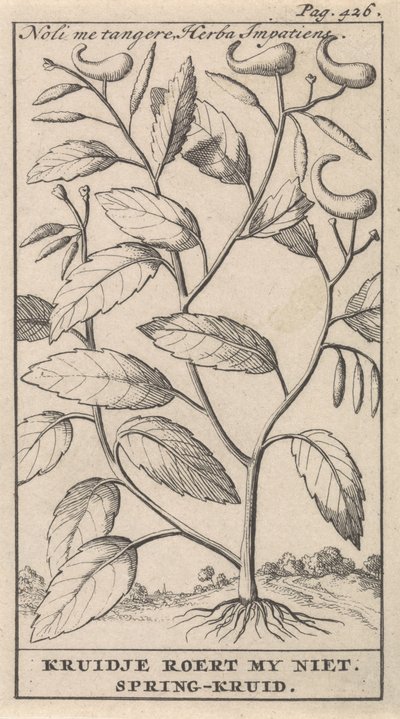 hierba de primavera Noli me tangere, Herba Impatiens / Kruidje no me conmueve. Hierba de primavera (título del objeto) de Caspar Luyken