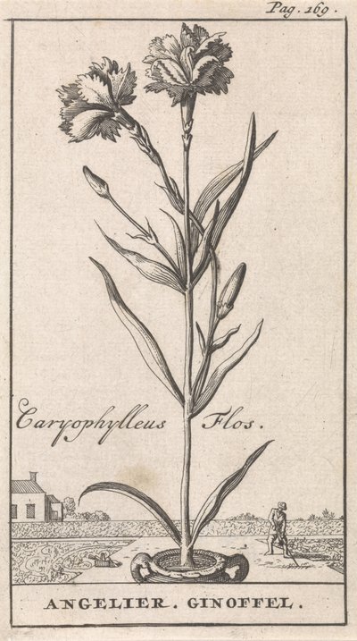 Página de título y ocho impresiones con flores Anjelier Caryophylleus Flos / Angelier. Ginoffel (título sobre objeto) de Caspar Luyken