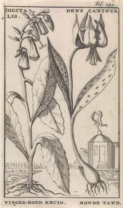 Página de título y ocho impresiones con flores Dedalera y diente de perro digital. Dens Caninus / hierba de sombrero de dedo. Diente de perro (título en el objeto) de Caspar Luyken