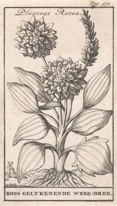 Página de título y ocho impresiones con flores Weegbree Plantago Rosea / Roos gelykenende Weeg-bree (título sobre el objeto) de Caspar Luyken