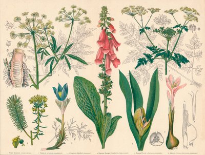 Plantas venenosas británicas, mediados-finales del siglo XIX de Cassell and Co