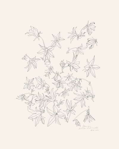 Estudio botánico de las flores de Catalina Somolinos