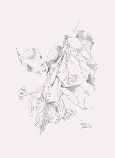 Dibujo delicado de un tilo de Catalina Somolinos