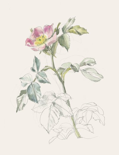 Rosa silvestre de color rosa pálido de Catalina Somolinos