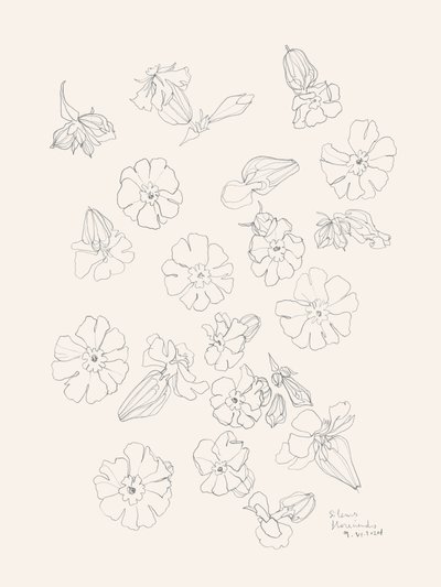Elegantes dibujos de flores de Catalina Somolinos