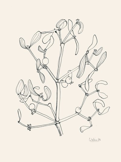 Dibujo lineal de muérdago navideño de Catalina Somolinos