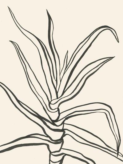 Esquema minimalista de una planta de Catalina Somolinos