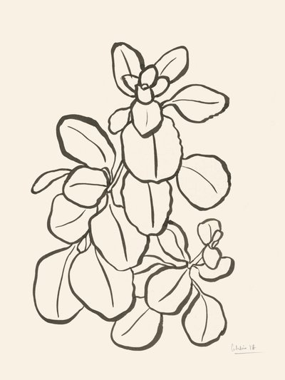 Dibujo de hojas orgánicas de Catalina Somolinos